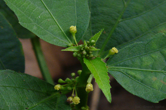 Baliospermum montanum